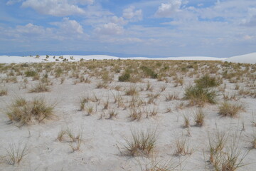 A grassy patch of  the desert in White Sands National Park, New Mexico
