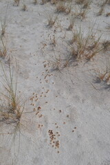 Animal tracks in the sand of White Sands National Park, New Mexico