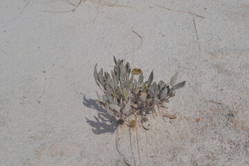 A solitary plant in the desert, White Sands National Park