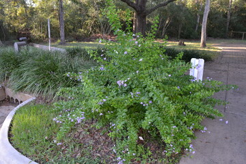 Green plant with violet flowers in Brazos Bend State Park
