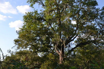 Majestic Lone Tree Against a Blue Sky – Brazos Bend State Park