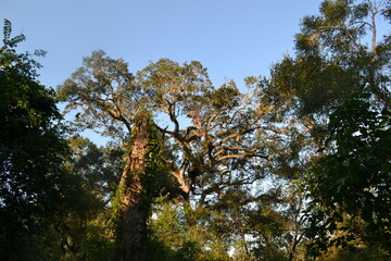 Tree Canopy Against Clear Sky in Brazos Bend State Park, Texas