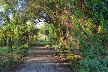 Shaded Forest Path Covered with Trees in Brazos Bend State Park, Texas