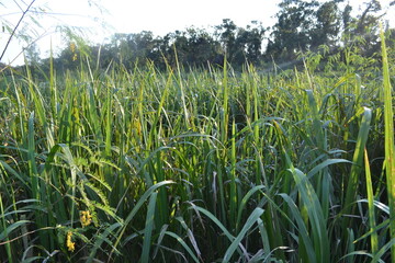 Wetland Grasses and Reeds by the Lake in Brazos Bend State Park, Texas