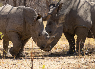 Fototapeta premium Rhinos of Matobo National Park