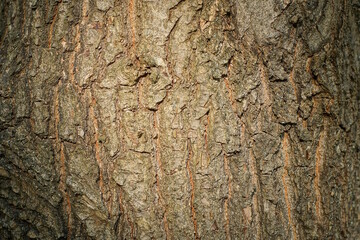 natural wooden texture from a pattern of gray brown poplar tree bark