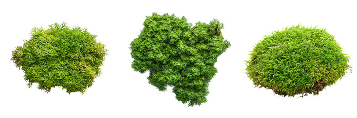Obraz premium Set of a green moss clump, soft and textured isolated on transparent background