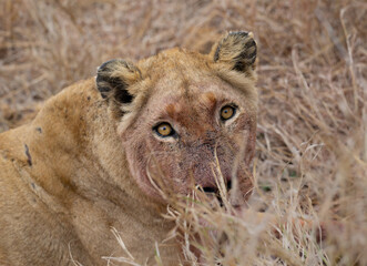 Close Kruger Lioness