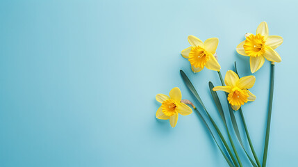 Minimal light blue spring background with daffodils