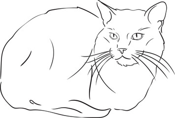 coloring a cat in a linear style pet, cat. Simple linear drawing of a cat for a coloring book, minimalistic black and white illustration of a relaxing pet for children and adults