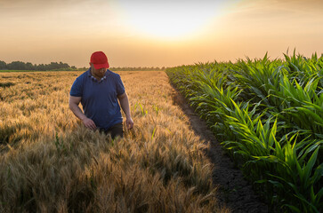 Young farmer in wheat fields