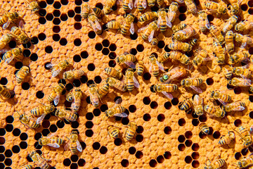 Honeybees on Honeycomb Hive Body Close-Up Motion
