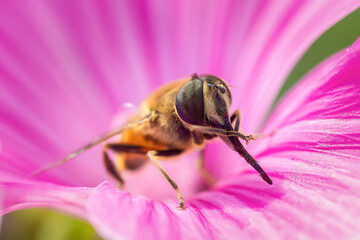 Eristalis tenax is a hoverfly, also known as the drone fly..