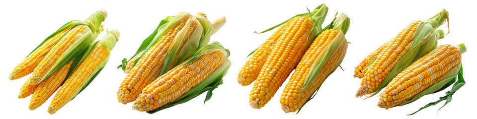 Fresh raw corn on transparent background