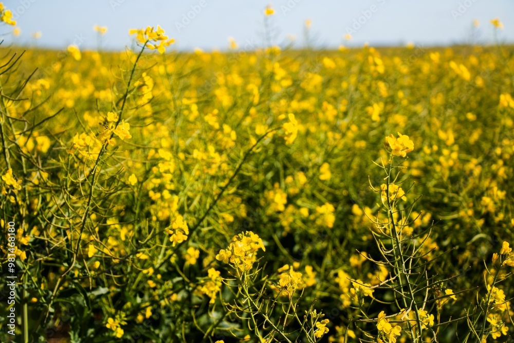 Poster A field of yellow canola flowers in bloom under a clear sky.