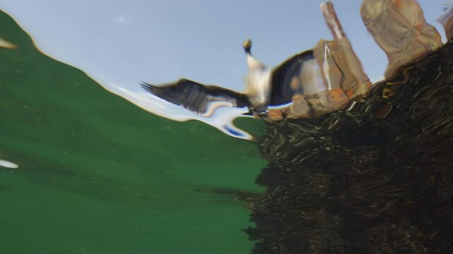 View from underwater of Great Black Cormorant sitting on a broken rusty dock and drying its feathers with its wings spread out to the sides, Split level