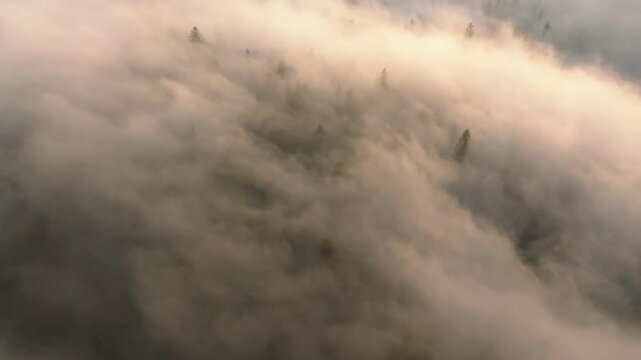 Thick mist and fog over pine tree forest woodland, orbit aerial drone fottage. Beskids Mountains, Poland.