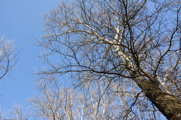 Bottom view of leafless branches and trunks of autumn trees against clear blue sky. Natural seasonal landscape