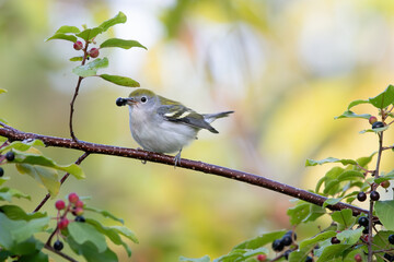 Chestnut-Sided Warbler 01
