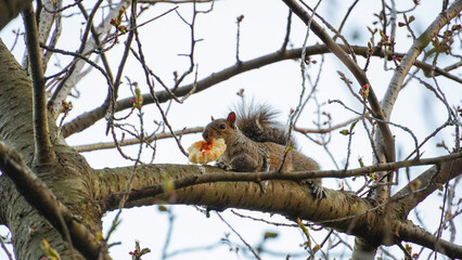 Squirrel Enjoying an Onion Ring with Ketchup.