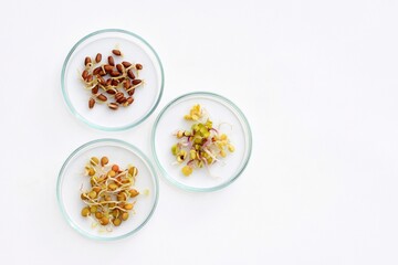 Petri dishes with sprouted red wheat, lentil and radish, copy space for text