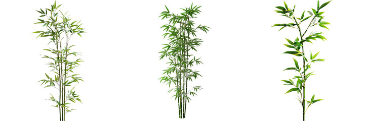 Obraz premium Set of A tall, graceful stalk of bamboo with lush green leaves isolated on transparent background