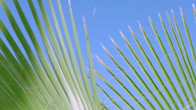 tropical leaf African Sabal fan palm gracefully sways in wind close-up, natural beauty tropics, tropical atmosphere in advertising travel agencies, hotels, airlines, food and beverages
