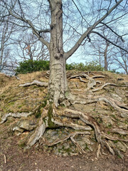A tree without leaves with roots growing above the ground on a hillside. Natural autumn background and landscape of the park