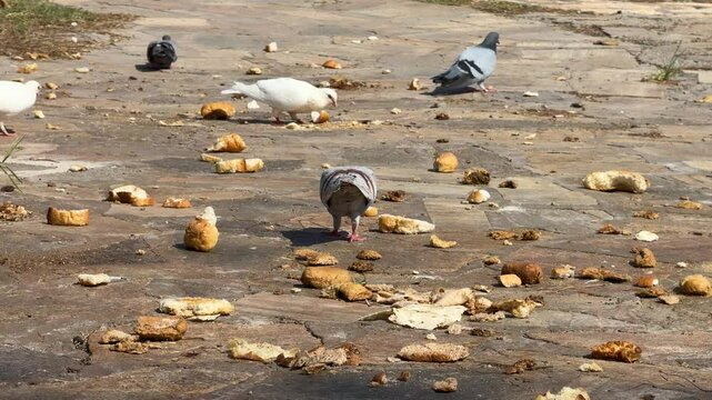 Pigeons being fed with breadcrumbs