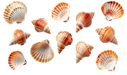 Obraz premium seashells isolated on transparent background 