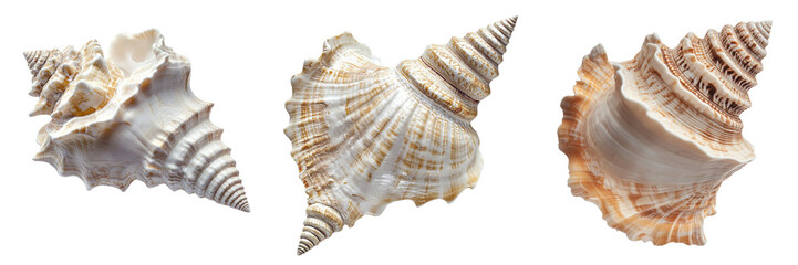 Obraz premium Set of A single conch shell isolated on transparent background
