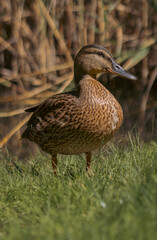 duck on the water