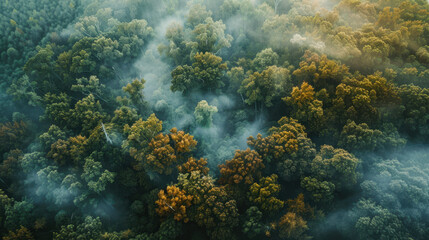 Naklejka premium The Lush Green Forest Landscape