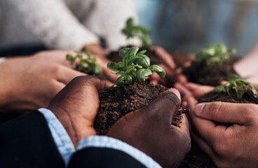 Hands, business people and soil with plant for accountability, sustainability and company green initiative. Group, environment and earth nurture with growth support and community teamwork together