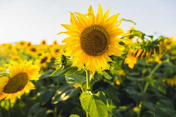 sunflower on a background of blue sky