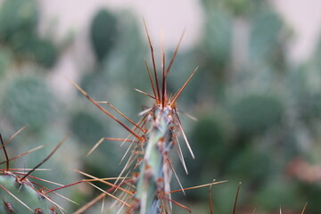 kaktus opuncja Opuntia macrocentra var. nevadensis