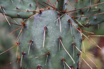 kaktus opuncja Opuntia macrocentra var. nevadensis