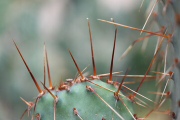 kaktus opuncja Opuntia macrocentra var. nevadensis