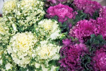 Ornamental cabbages, purple and white, garden decoration, vibrant colors, nature design, floral ornament, city park concept