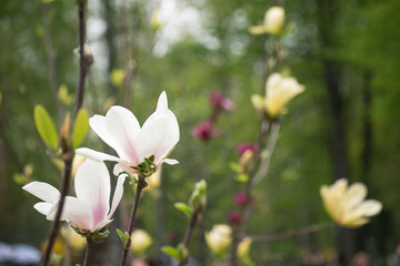 flowers on the tree. trees bloom in spring. beautiful flowers
