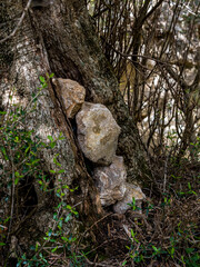 Geocache is hidden behind stacked rocks in a tree trunk, blending seamlessly into the natural camouflage of the wilderness, a perfect outdoor adventure for exploration while hiking in rural locations.