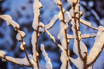 Naklejka premium Close-up view of snow-covered apple tree branches on frosty sunny winter day.