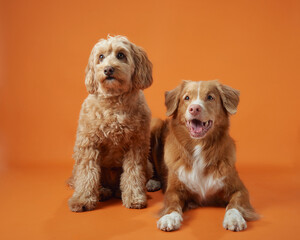 A Labradoodle and a Nova Scotia Duck Tolling Retriever sit together on an orange backdrop, both looking forward.