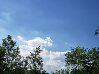 Obraz premium sky and tree