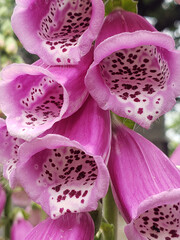 close up of pink flowers