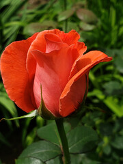 red rose in garden