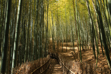 岡山県玉野市　天王池の竹林