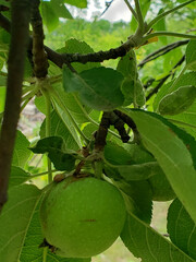 green apple on tree
