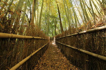 岡山県玉野市　天王池の竹林