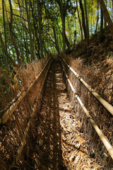 岡山県玉野市　天王池の竹林